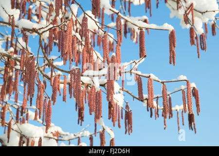 Spring snow melting on branches of alder or birch tree with catkins buds against blue clear sky Stock Photo