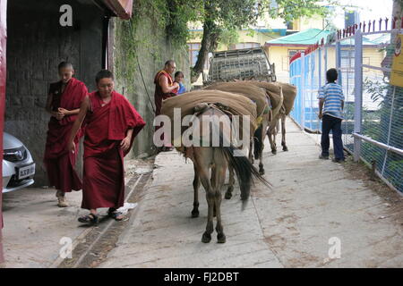 Tibetan monks and donkeys carrying loads walk past each other on a narrow street in McLeod Ganj India Stock Photo