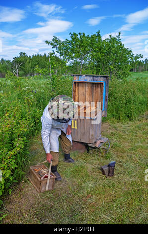 The beekeeper works near a beehive in the village. Stock Photo