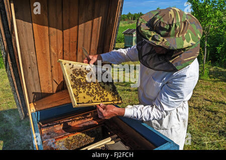 The beekeeper works near a beehive in the village. Stock Photo