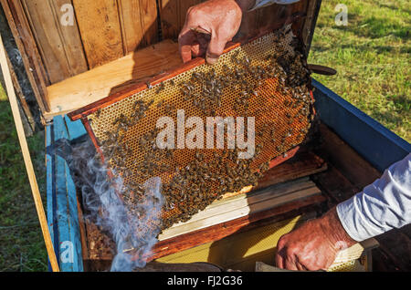 The beekeeper works near a beehive in the village. Stock Photo