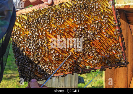 The beekeeper works near a beehive in the village. Stock Photo