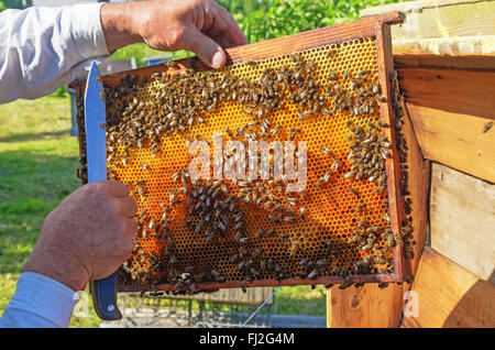 The beekeeper works near a beehive in the village. Stock Photo