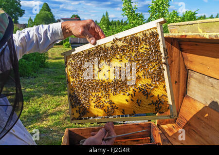 The beekeeper works near a beehive in the village. Stock Photo