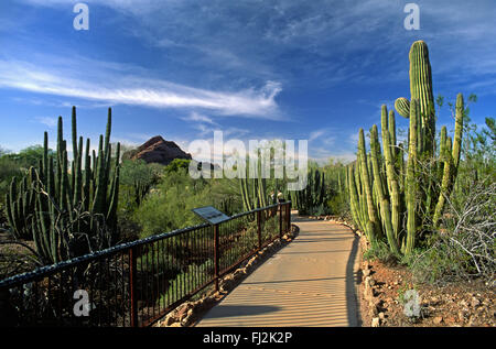 The DESERT BOTANICAL GARDEN in PHOENIX ARIZONA has the largest collection of desert plants in the US Stock Photo