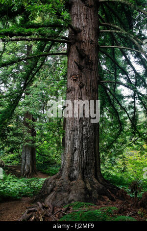 A REDWOOD TREE in early morning fog at the SAN FRANCISCO BOTANICAL GARDENS - SAN FRANCISCO, CALIFORNIA Stock Photo