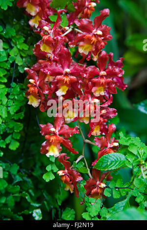 Orchids bloom in the CONSERVATOR OF FLOWERS is a botanical greenhouse built in 1878, and is located in GOLDEN GATE PARK - SAN FR Stock Photo