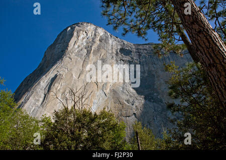 EL CAPITAN as seen through trees in the YOSEMITE VALLEY - YOSEMITE NATIONAL PARK, CALIFORNIA Stock Photo