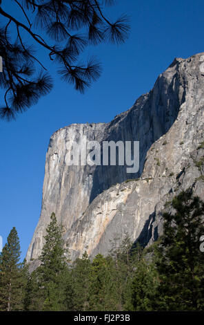 EVERGREEN TREES below EL CAPITAN in the YOSEMITE VALLEY - YOSEMITE NATIONAL PARK, CALIFORNIA Stock Photo