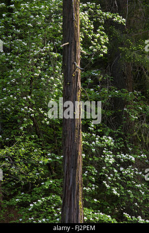 DOGWOOD TREES (Cornus nuttallii) in bloom  - YOSEMITE NATIONAL PARK, CALIFORNIA