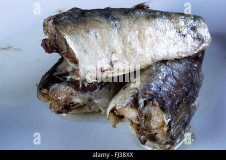 A macro image of canned, ready to eat, Moroccan Sardines in Sunflower oil presented on a white plate.