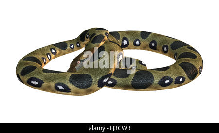 Green anaconda or Eunectes murinus or common anaconda orwater boa isolated on white background Stock Photo