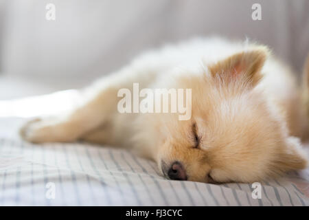 Pomeranian dog sleeping on the sofa, with copy space Stock Photo