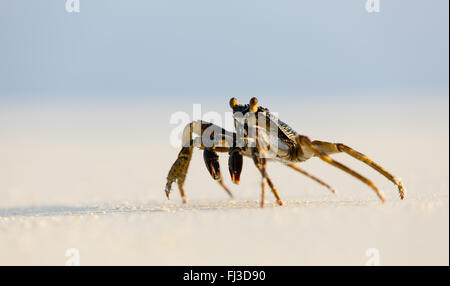 Macro photo of crab on the beach Stock Photo