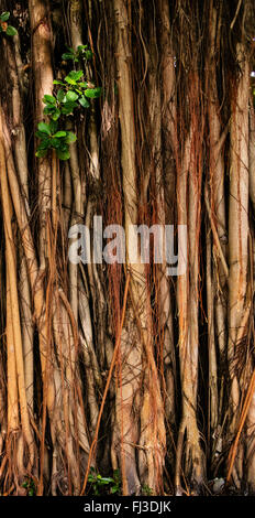 Texture of high rots in rain forest Stock Photo
