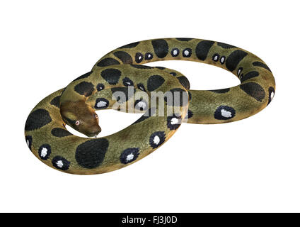 Green anaconda or Eunectes murinus or common anaconda orwater boa isolated on white background Stock Photo