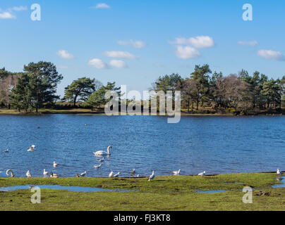 Hatchet Pond near Beaulieu  in The New Forest, Hampshire, England, UK Stock Photo