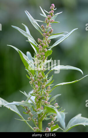 Red goosefoot (Chenopodium rubrum). Plant in the family Amaranthaceae, native to Eurasia and North America, coming into flower Stock Photo