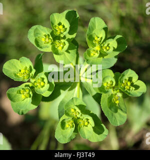 Sun spurge (Euphorbia helioscopia). Annual plant in the family Euphorbiaceae, flowering on arable land Stock Photo