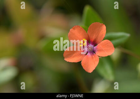 Scarlet pimpernel (Anagallis arvensis). Beautiful red flower of plant in the family Primulaceae Stock Photo
