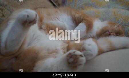 Ginger cat fast asleep on his back with focus on his middle and tail near his face Stock Photo