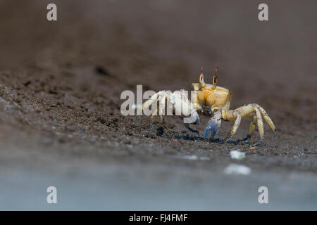 Ghost Crab (Ocypode sp.), running on the sand, Qurayyat, Muscat Governorate, Oman Stock Photo