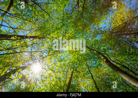 Spring Summer Sun Shining Through Canopy Of Tall Trees Woods. Sunlight In Deciduous Forest, Summer Nature. Upper Branches Of Tre