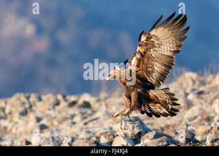 Golden Eagle (Aquilo chrysaetos) in flight; Madzharovo Bulgaria Stock ...