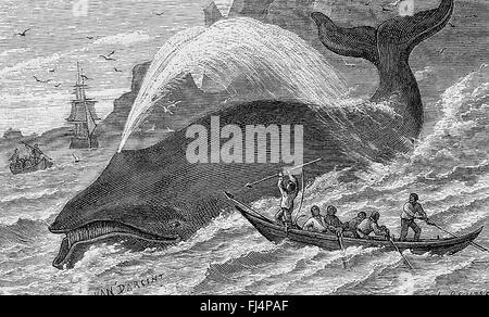 WHALING Harpooning a Bowhead whale from the 1876 book Treasures of the Deep Stock Photo