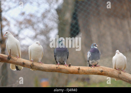 pigeons sit on a tree branch Stock Photo