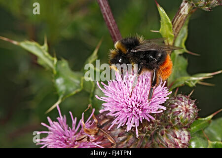 Red-tailed Bumble Bee (Bombus lapidarius) male feeding on Creeping Thistle (Cirsium arvense) flower at edge of farm field Cheshi Stock Photo