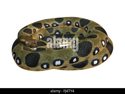 Green anaconda or Eunectes murinus or common anaconda orwater boa isolated on white background Stock Photo