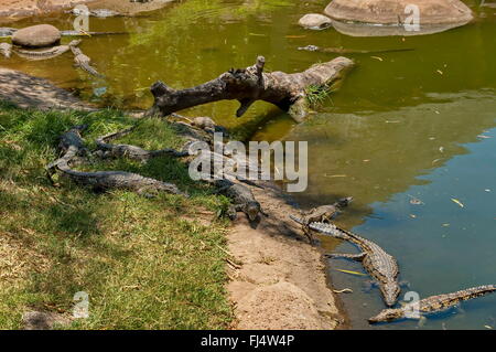 Several small crocodiles at Kwena Gardens in Sun City, South Africa Stock Photo