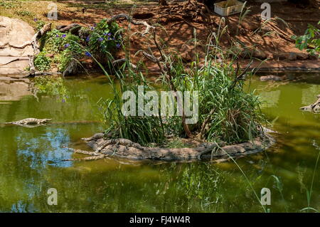 Several small crocodiles at Kwena Gardens in Sun City, South Africa Stock Photo