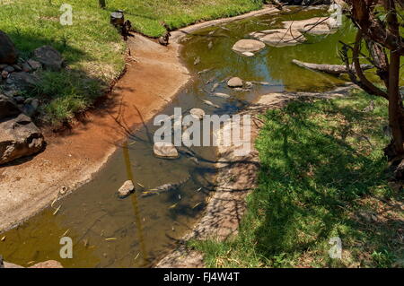 Several small crocodiles at Kwena Gardens in Sun City, South Africa Stock Photo