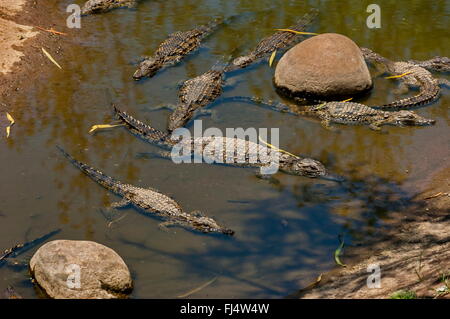 Several small crocodiles at Kwena Gardens in Sun City, South Africa Stock Photo