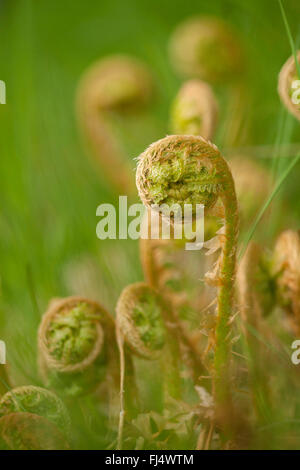 Male fern, Worm fern (Dryopteris filix-mas), leaf development, Germany, North Rhine-Westphalia Stock Photo