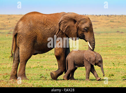 African elephant (Loxodonta africana), female with pup, Kenya, Masai Mara National Park Stock Photo
