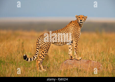 cheetah (Acinonyx jubatus), stands on a stone in savannah, Kenya, Masai Mara National Park Stock Photo