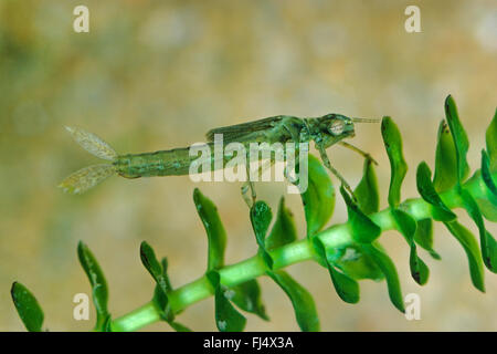 Southern damselfly (Coenagrion mercuriale), aquatic larva, Germany Stock Photo