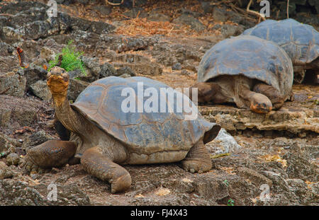 Galapagos tortoise, Galapagos giant tortoise (porteri) (Chelonodis nigra porteri, Geochelone elephantopus porteri, Geochelone nigra porteri, Testudo elephantopus porteri, Chelonoides elephantopus porteri), Galapagos tortoises on a rock, Ecuador, Galapagos Islands, Santa Cruz, Santa Cruz Highlands Stock Photo