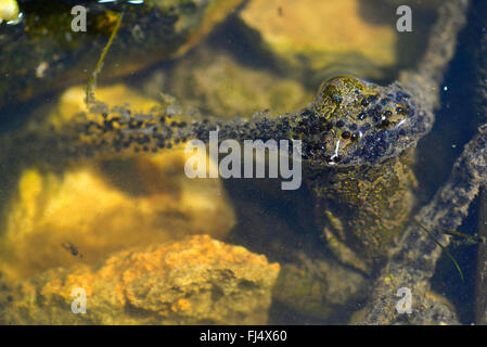 Eastern European spadefoot, Syrian spadefoot (Pelobates syriacus), spawn of the Syrian spadefoot, Romania, Dobrudscha, Biosphaerenreservat Donaudelta Stock Photo