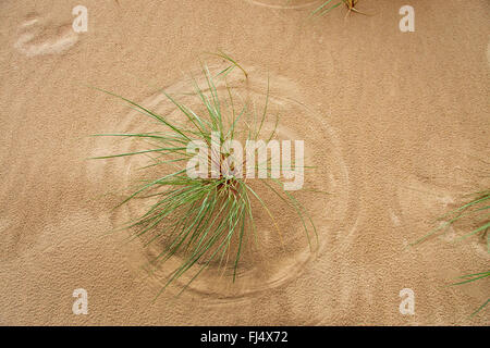 beach grass, European beachgrass, marram grass, psamma, sea sand-reed (Ammophila arenaria), on sand, view from above, Denmark, Juetland, Thy National Park Stock Photo
