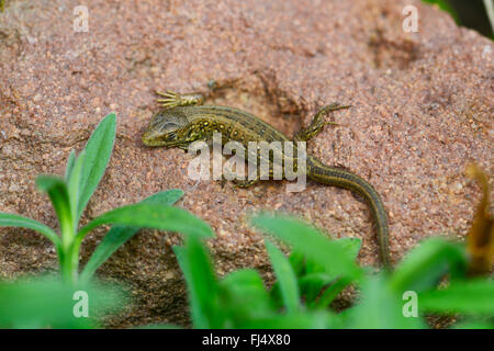 sand lizard (Lacerta agilis), young sand lizard at a natural stone wall in a close-to-nature garden, Germany, Hesse Stock Photo