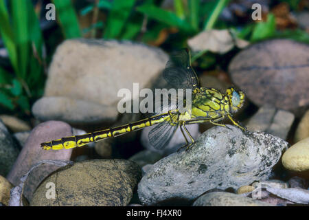 Western European gomphus (Gomphus pulchellus), sits on a stone, Germany Stock Photo
