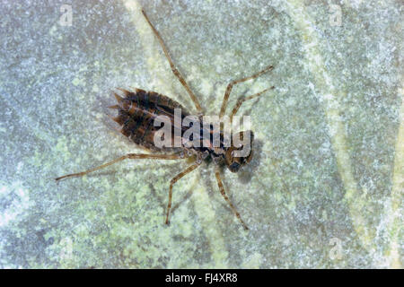 Eastern European sympetrum (Sympetrum depressiusculum), aquatic larva, Germany Stock Photo