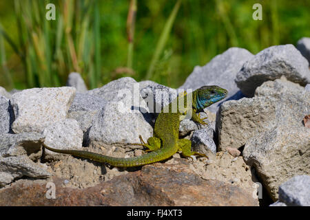 Eastern Green Lizard, European green lizard, Emerald lizard (Lacerta viridis, Lacerta viridis viridis), male on natural stones, Germany, Donauleiten Stock Photo
