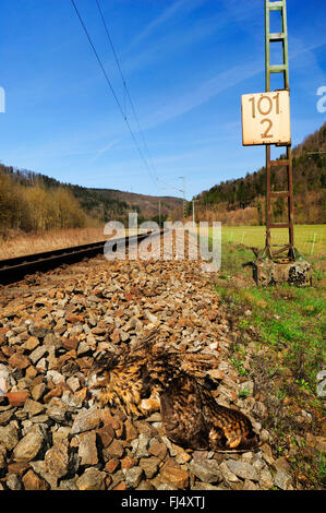 northern eagle owl (Bubo bubo), dead eagle owl on the railway line, Germany, Oberndorf am Neckar Stock Photo