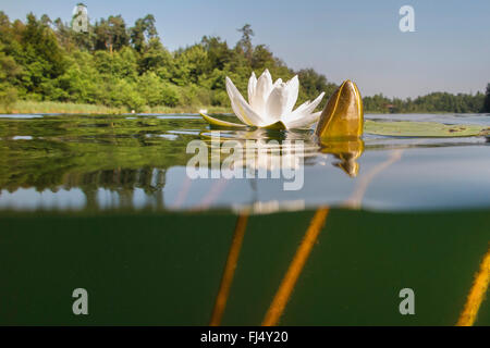 candid water-lily (Nymphaea candida), split-level-picture, Germany, Bavaria, Langbuergener See Stock Photo