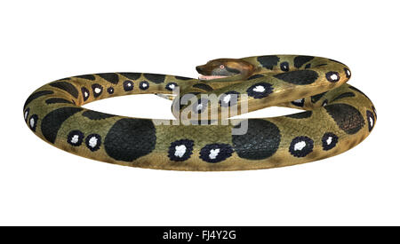 Green anaconda or Eunectes murinus or common anaconda orwater boa isolated on white background Stock Photo